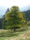 Bergahorn - Acer pseidoplantanus * 911 x 1215 * (425KB)